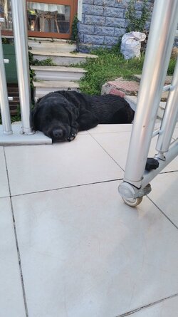 IMG-20230628-WA0003.jpeg